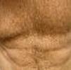 foto do perfil ursonordico